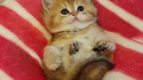 Cutie Kitty
