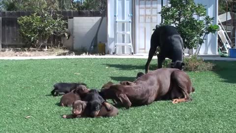 Doberman mom keeping dad away from the pups