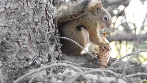 A squirrel perched on a tree