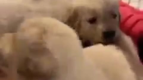Cute baby Dog fan Cute 🤗🐕🐕🐕🐶