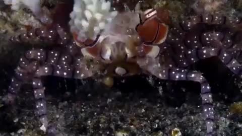 A Tiny Pom-Pom Or Boxer Crab Is “Dancing” For You! They Got Its Name Because They Carry Sea Anemones In Their Claws Resembling Pom-Pom Or 🥊 Gloves