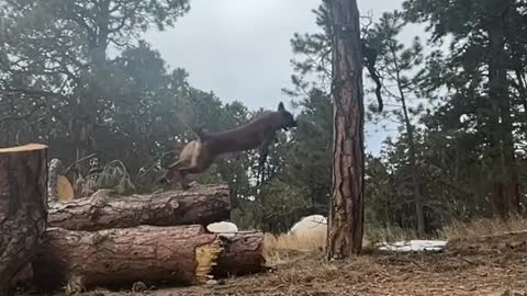 Doggy long jump up with trees