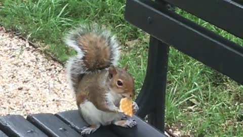 Brown squirrel eating cookie on bench