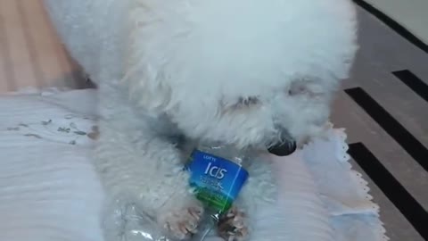 dog opening bottle of water