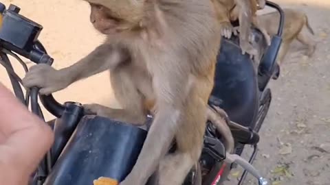 monkey video 😂🤣🐒#monkeybaby #bandar #shorts #viral #reels