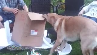 Dog (Cap) Opens Gift in Fairfax - Part3