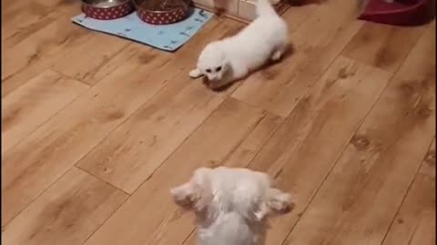 A cat and a dog are dancing
