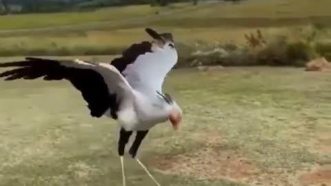 This bird is playing with a toy snake