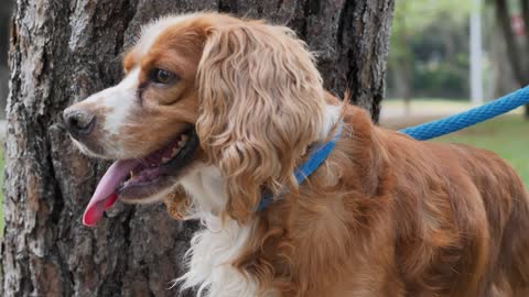 Small brown dog in nature