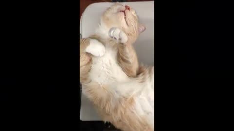 Funniest Cat Videos That Will Make You Laugh - Funny Cats and Dogs Videos