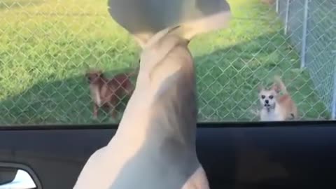 A Cockatoo and dogs bark at each other