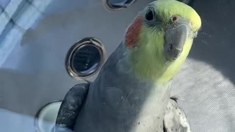 Hear the song of a parrot