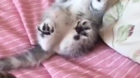 #Watch/Cute cat baby playing😍🤗