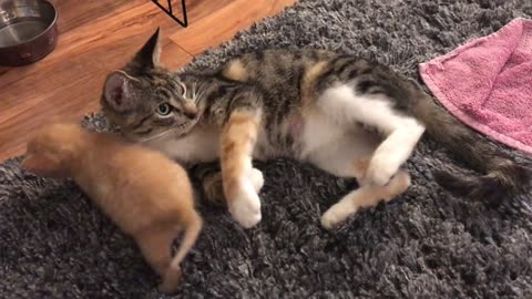Mama Cat Takes Back Crying Kitten newborn From Toddler