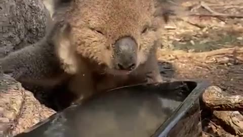 koala finally drinks water