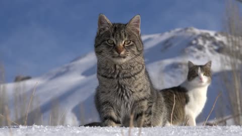 Innocent Cat walking on the snow