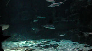 Stingrays at Ripley's Aquarium South Carolina