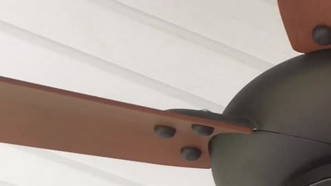 Adorable spider builds home between fan blades