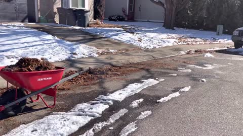 Suburbia yields: Free mulch!