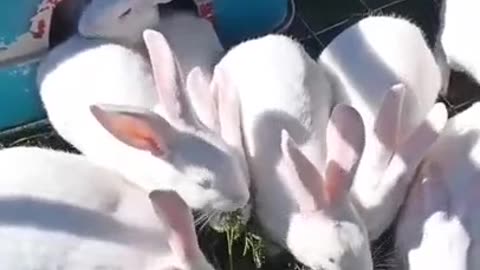 Rabbits love carrot Tops