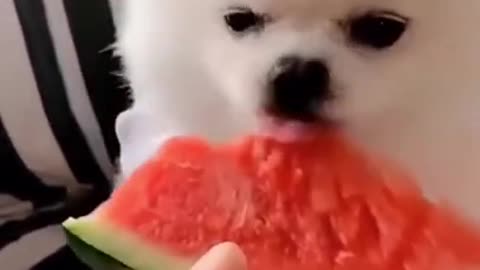 Hungry dog eating watermilon