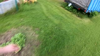 trying to push mow the lawn
