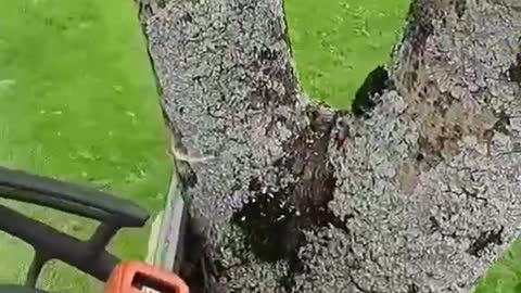 A tree trimmer's day's work is to keep pruning