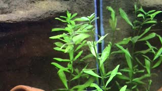 Frontosa and some tetras!