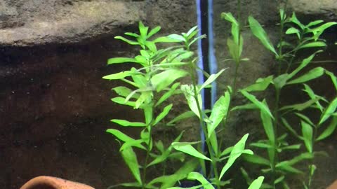 Frontosa and some tetras!