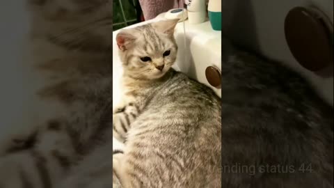 Cat video | funny cats videos