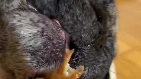 Slow version of my dog eating.