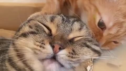 baby cats funny videos #1