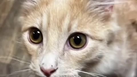 Funny cat dog animal videos on Instagram Tiktok #memes #funnyanimals #مضحك