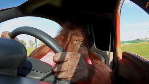 Monkey is driving a car perfectly