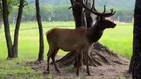 An antelope is walking