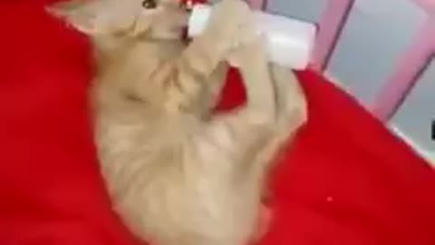 Very cute kitten asks for food and goes to her crib to feed.