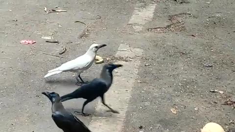 Have You Ever Seen A White Crow #shorts #shortsvideo #video #viral