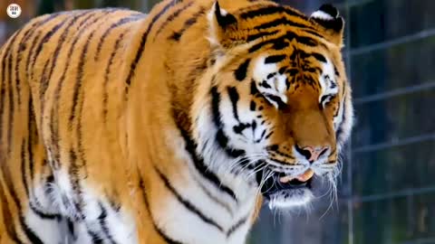 Dangerous Animal lion Wildlife animal | 4k ultra Hd Video