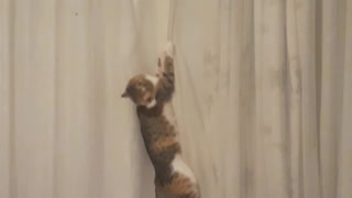 Cat climbing curtains...Going on a fly hunt.