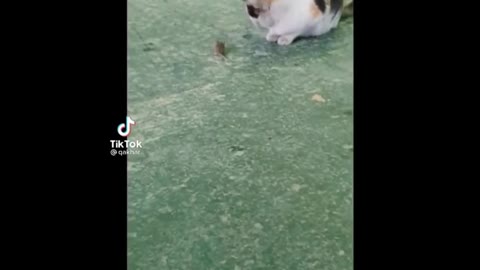 cat vs mouse Funny Animal Videos