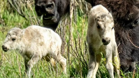 Prophecy Fulfilled! Rare White Buffalo Born In Yellowstone Park Serves As "Warning & Blessing"