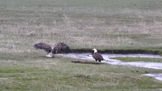 Elusive Duck Evades Multiple Eagles