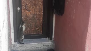 Cat Knocks on Door