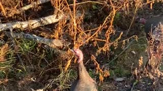 11 PA Gobblers walk under stand