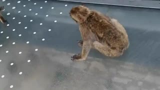 Just a monkey