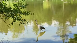 Blue Heron flies away