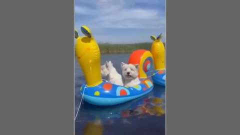 Swimming Dogs ||Very Funny Dog || laughing dog || Funny pets #funny #pets #pet #dogs #dog