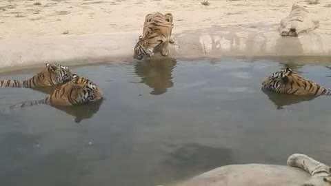 A herd of tigers