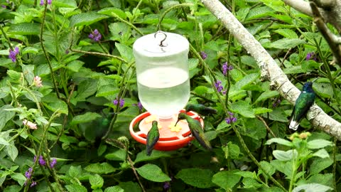 blue-tit-bird-blue-wildlife-garden-