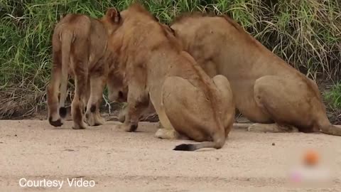 A Crab Baffled the Lions - Lion VS Crab Viral